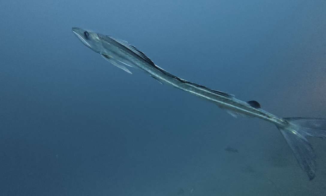 You are currently viewing マンツーマンで♡井田ダイビングへ