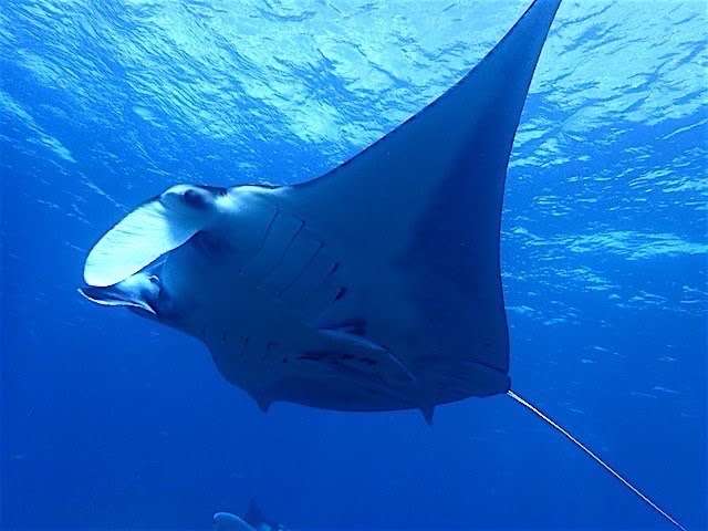 You are currently viewing 2026年アバロ 遠征ツアーご案内！