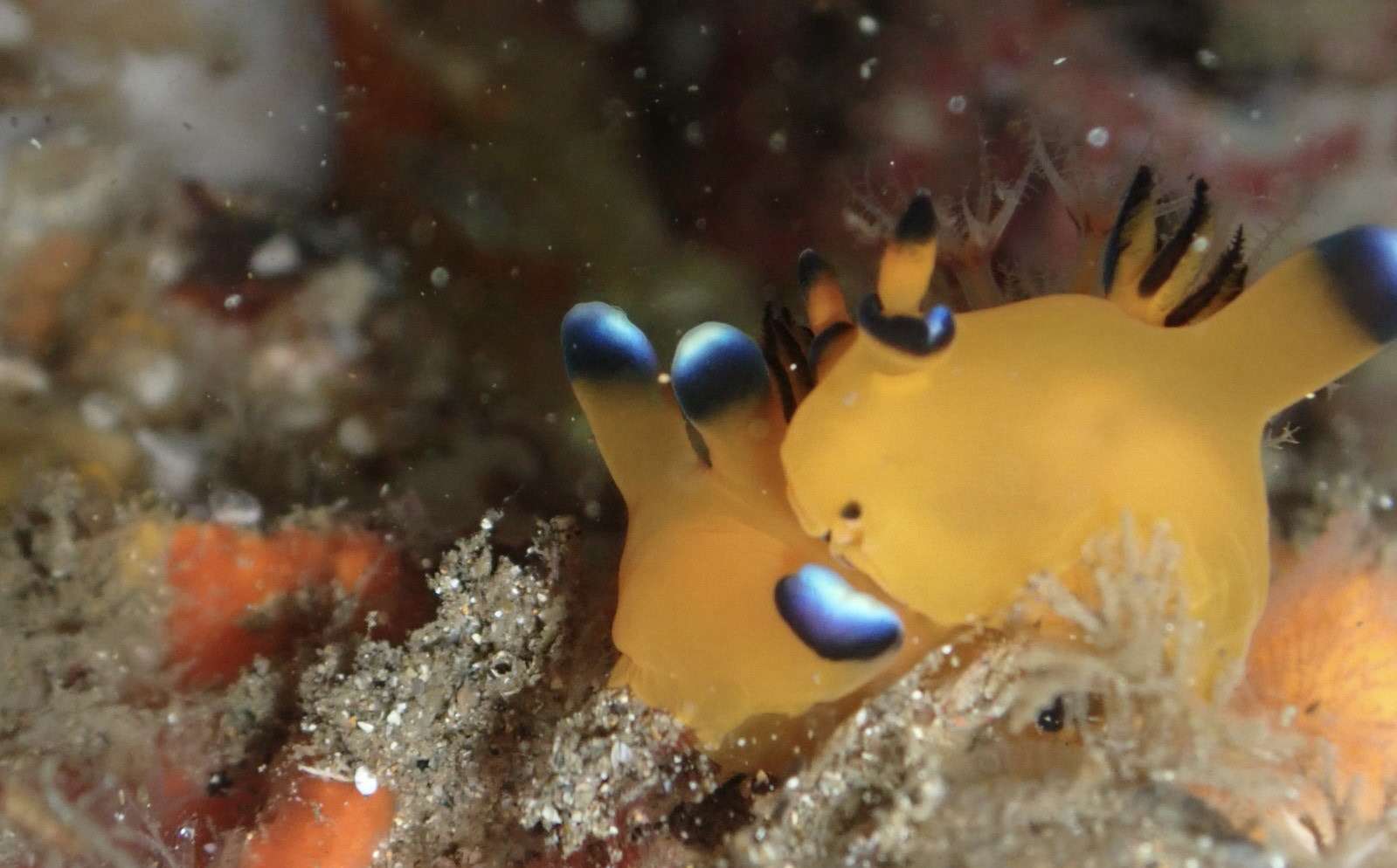 You are currently viewing ワイドにマクロに