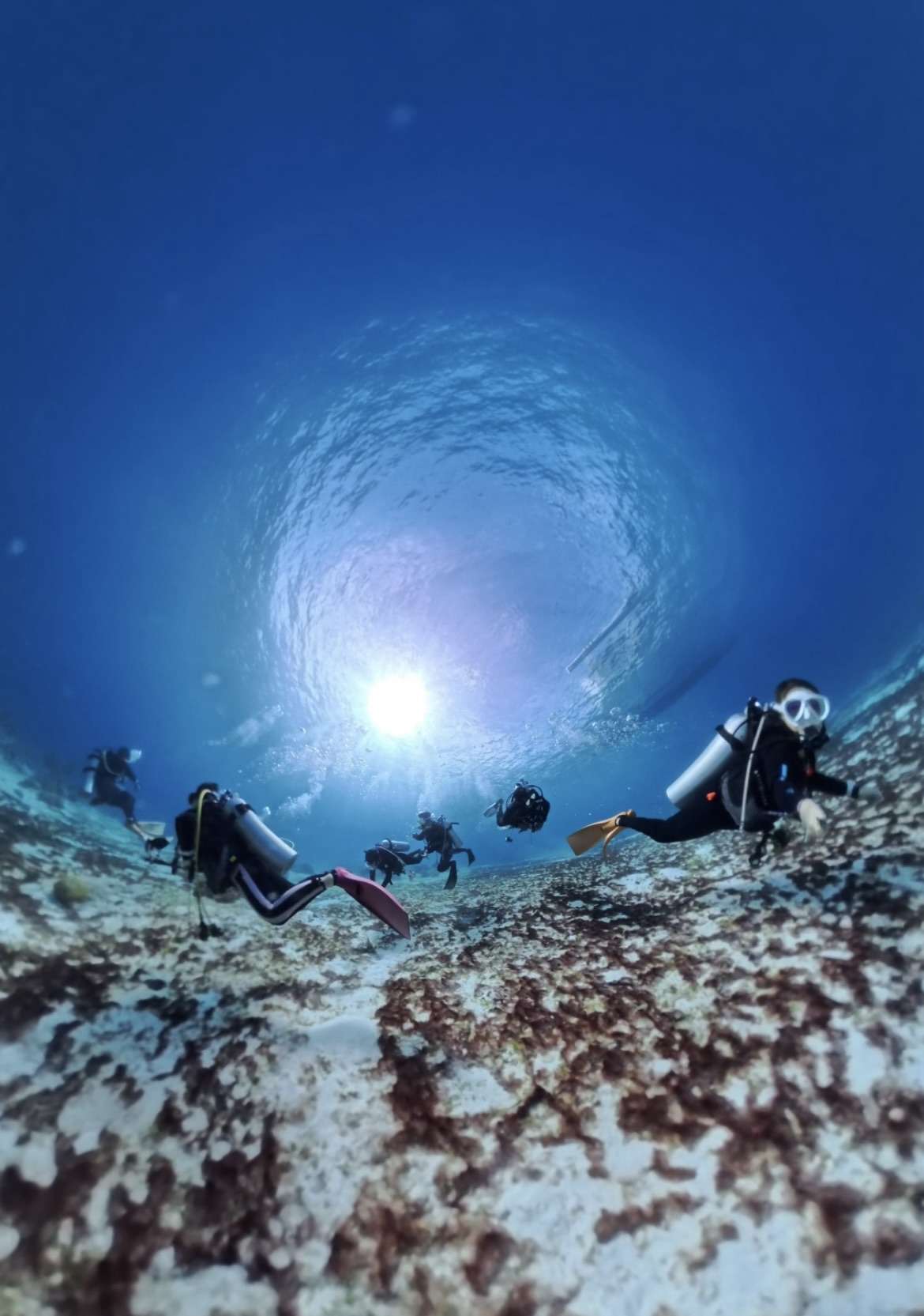 You are currently viewing ボホール島ダイビングツアー🤿🤿