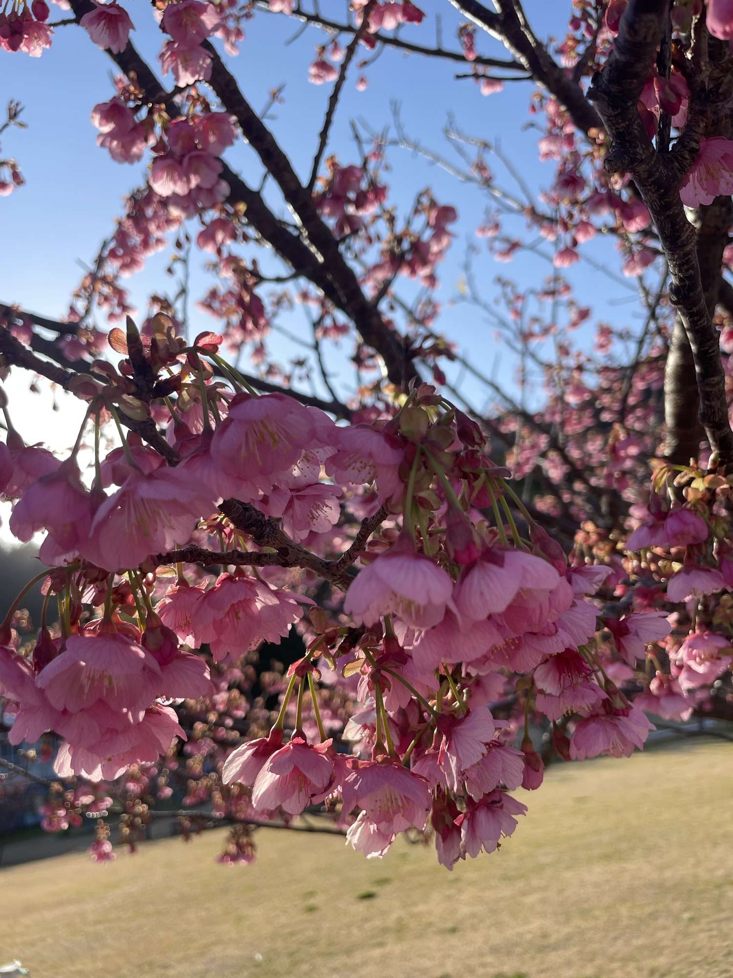 Read more about the article カエル三昧