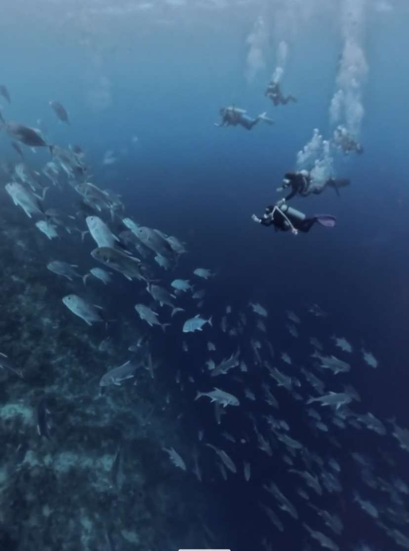 You are currently viewing マクタン島🇵🇭でダイビング🤿🤿🏝️最終日