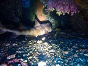 Read more about the article 今年も登場！ネコザメ🐱