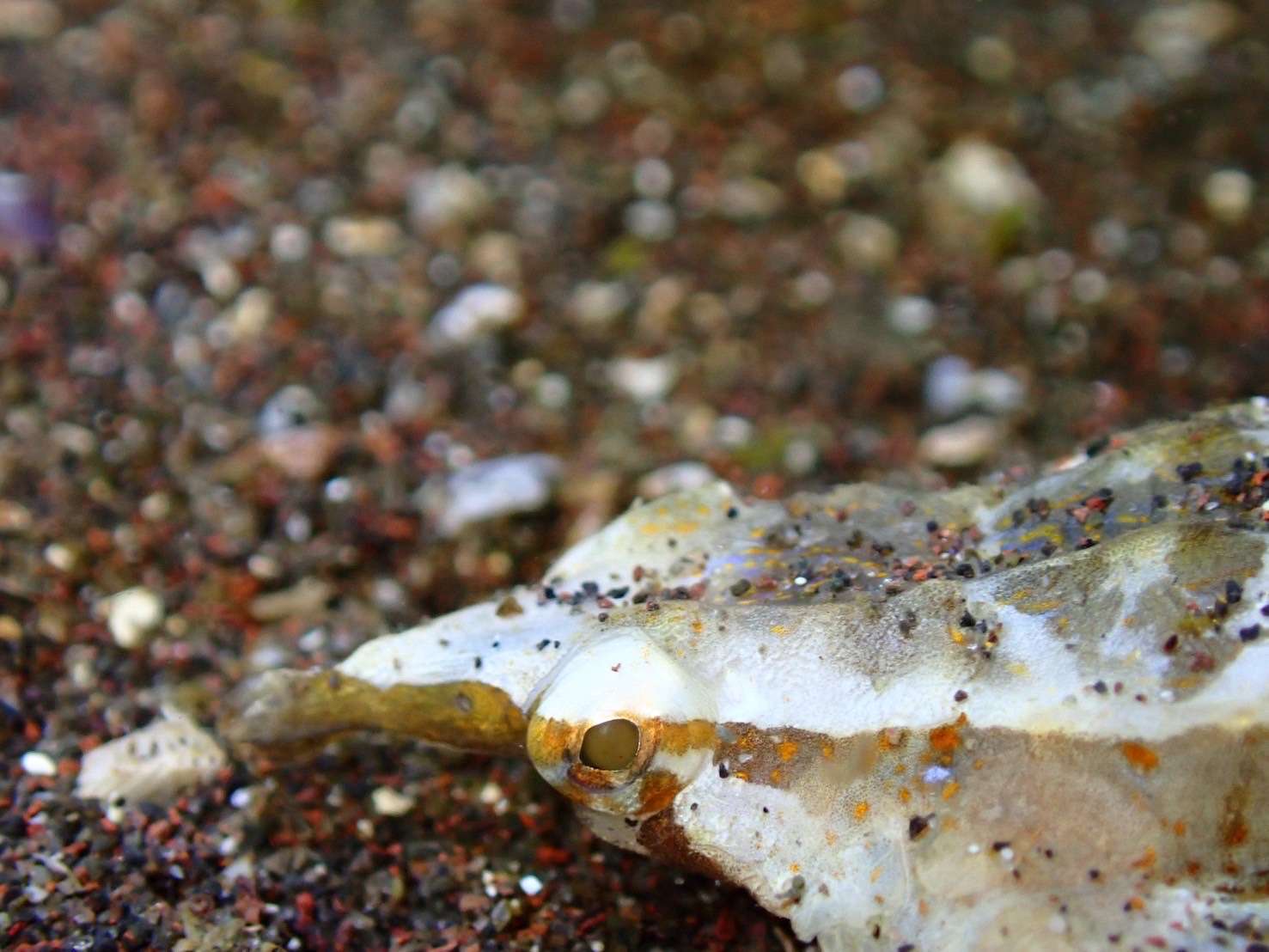 Read more about the article 魚の名前を覚えましょう☺️