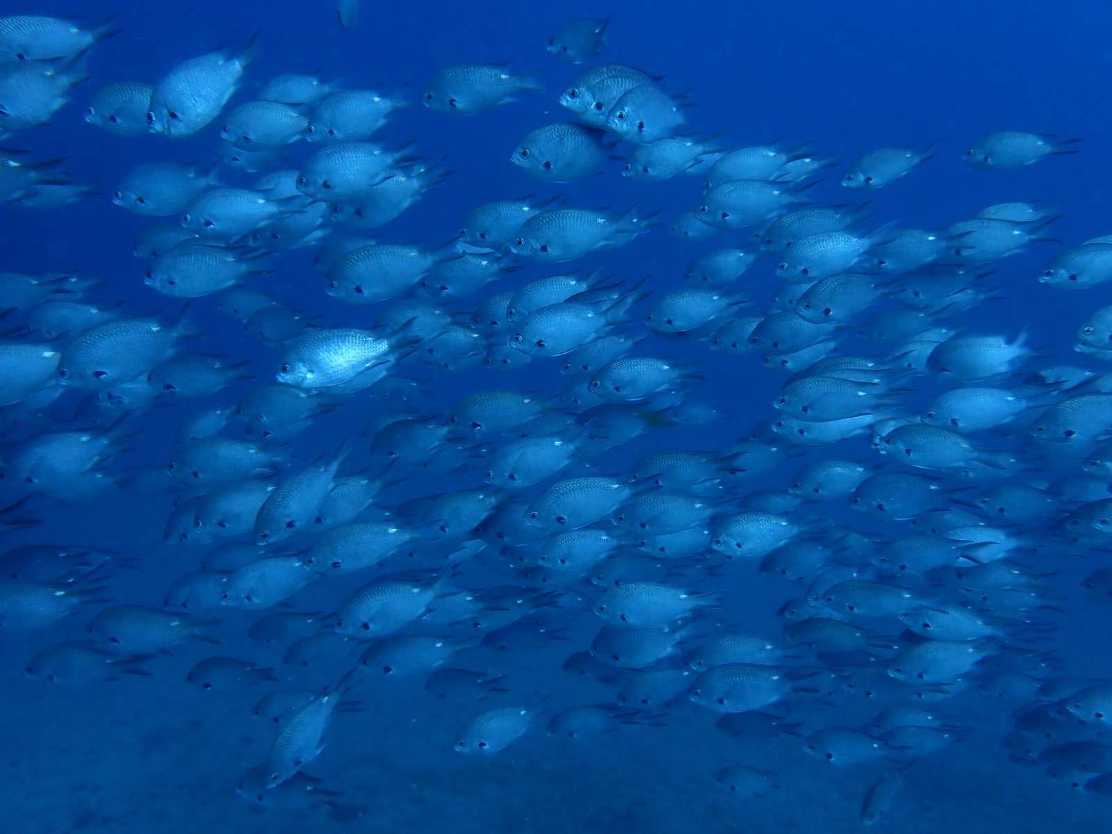 You are currently viewing 井田ブルー