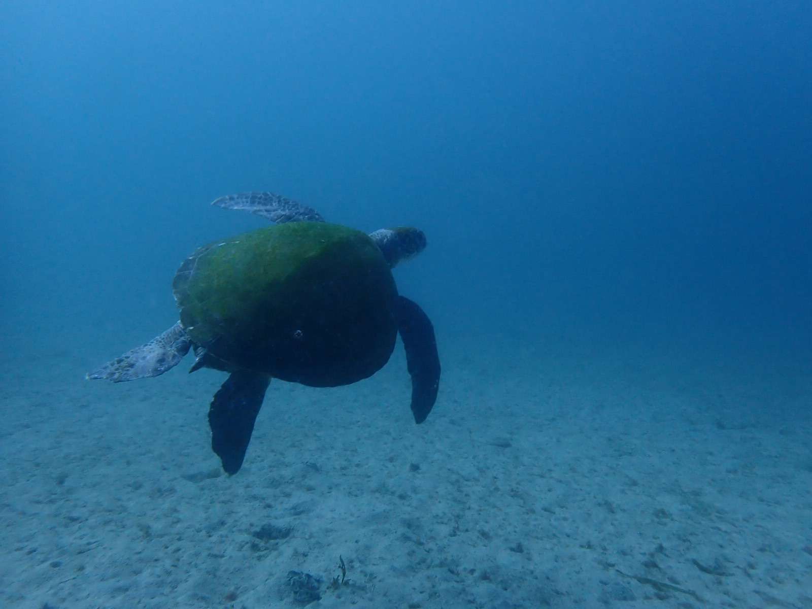 Read more about the article アドバンスin川奈