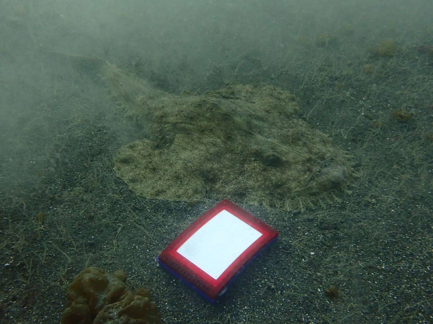 You are currently viewing 久しぶりの三保ダイビング！